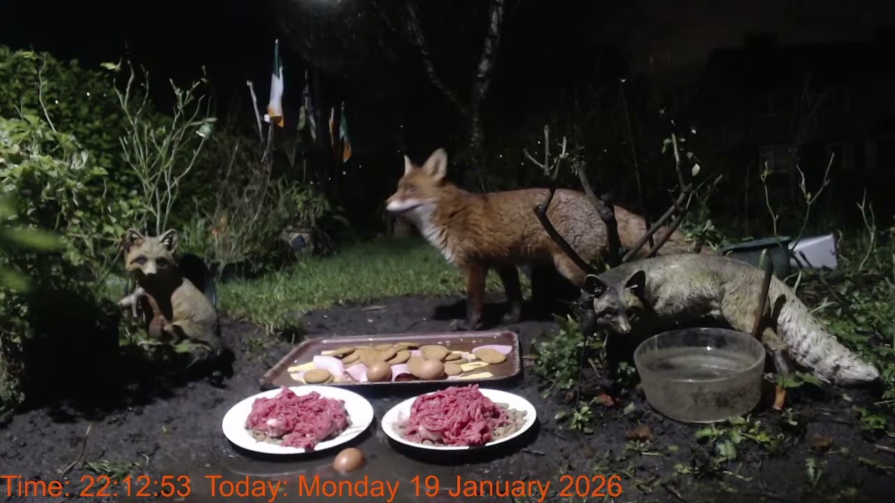 Foxheaven Dublin Ireland Livestream