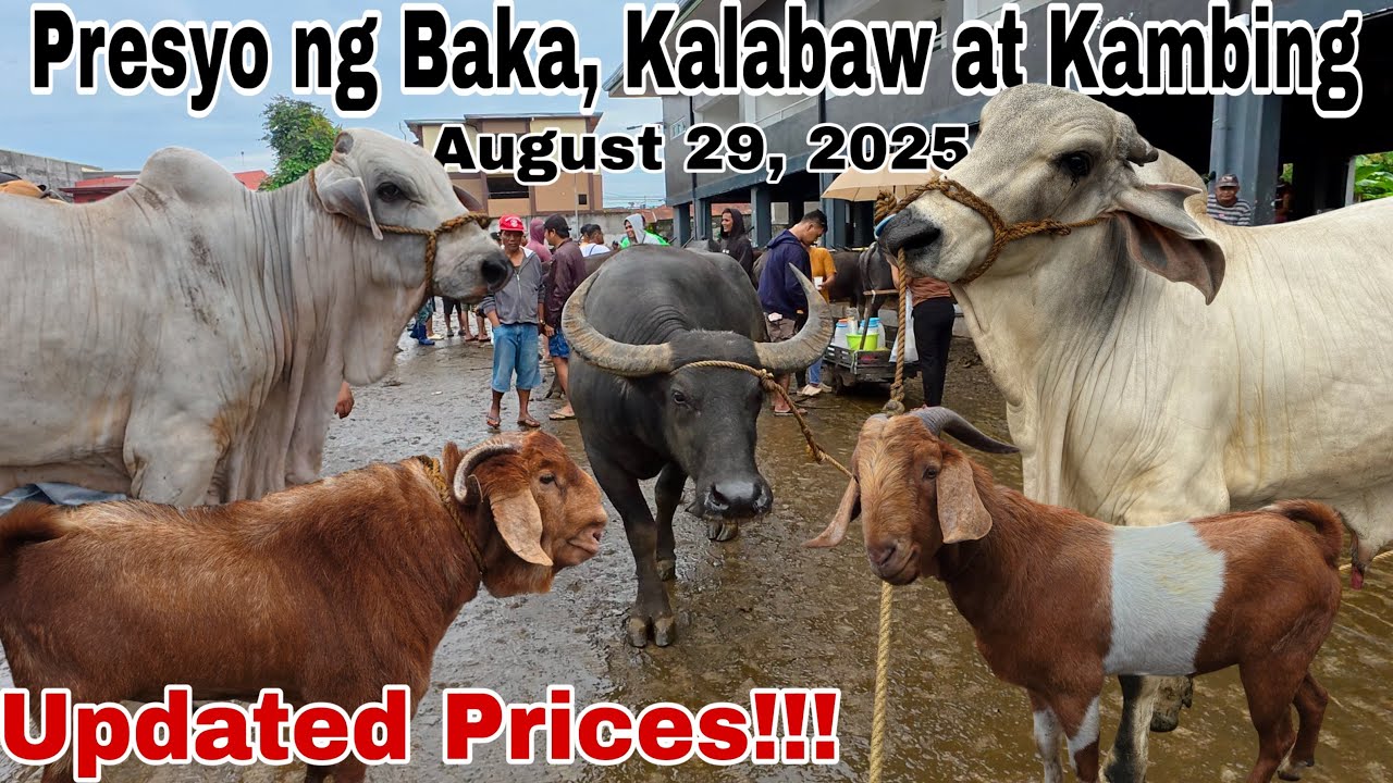 August 29, 2025 - Bentahan ng Baka, Kambing, Kalabaw at Kabayo sa Padre Garcia Batangas