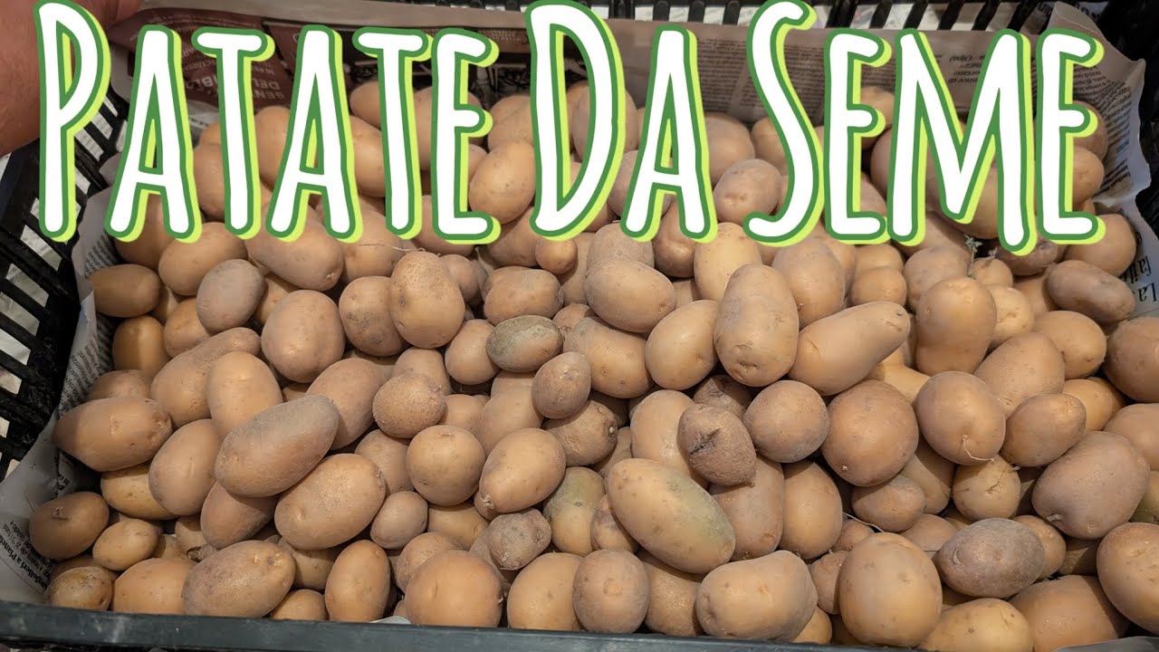 Come conservare e procurarsi la semenza delle patate 🥔 per l'anno successivo