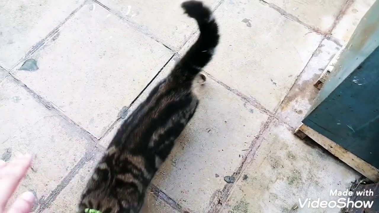 My Cat loves high fives