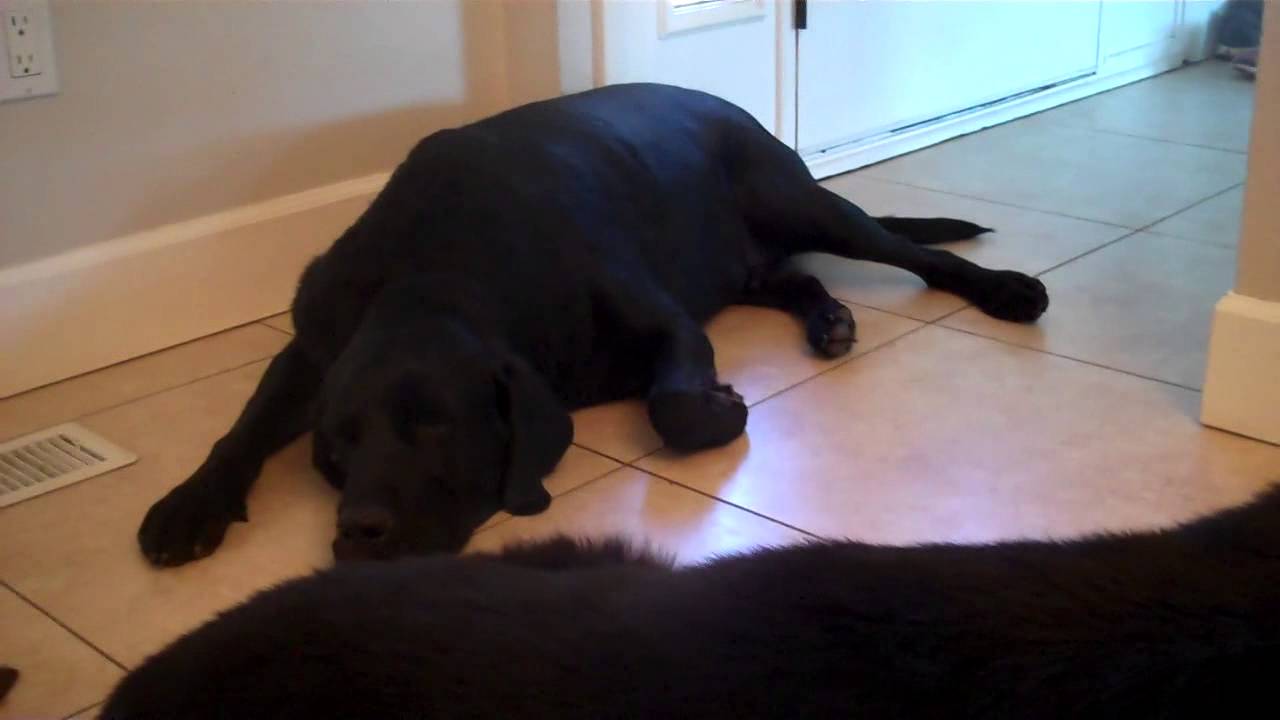 Dog with torn ACL Tear (CCL)