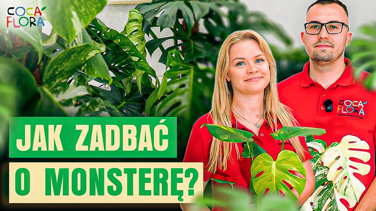 Jak dbać o monsterę? 10 wskaz&oacute;wek, żeby Twoja roślina pięknie rosła! Pielęgnacja monstery od A do Z