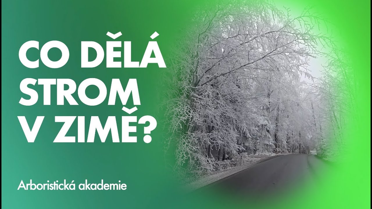 Co dělá strom v zimě?