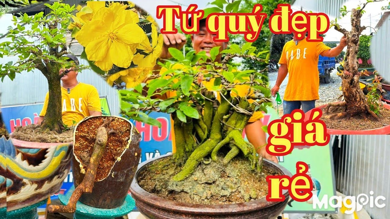 A Mỹ 👉 Zalo 0919996852 💥Gl lô mai tứ quý đẹp,mai full xù giá rẻ tại AG