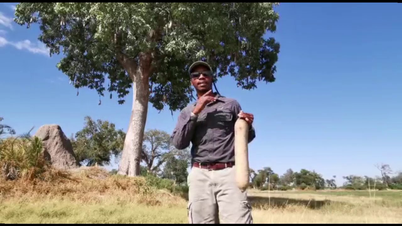 On Safari at Mombo with Tsebo - The Sausage Tree
