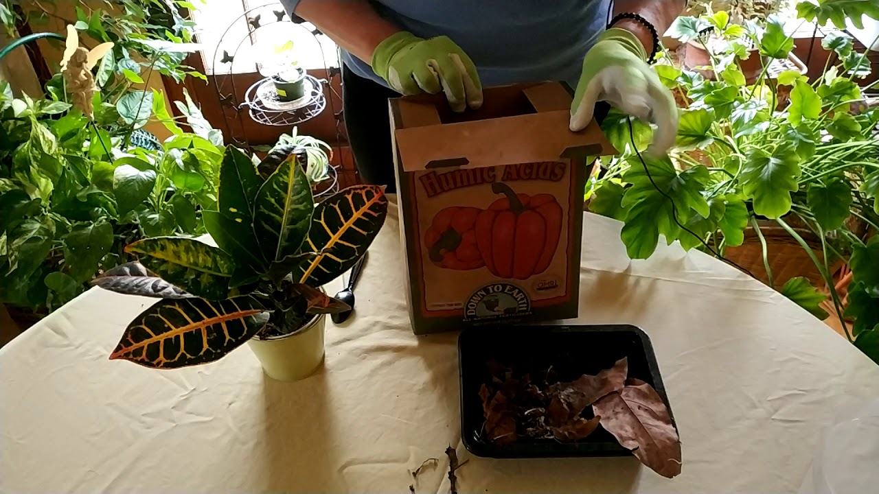 What is Humic Acid and How it Helps Houseplants