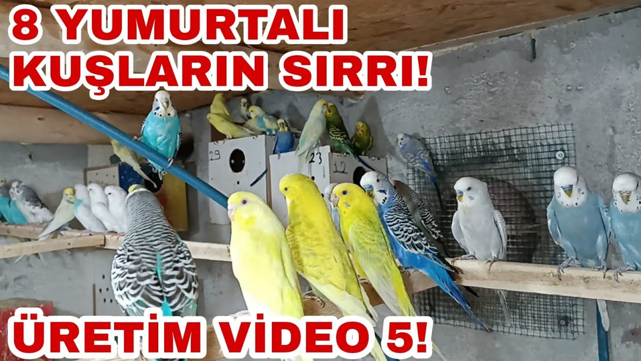 Muhabbet Kuşu Üretim | Muhabbet Kuşu Yavru Üretimi