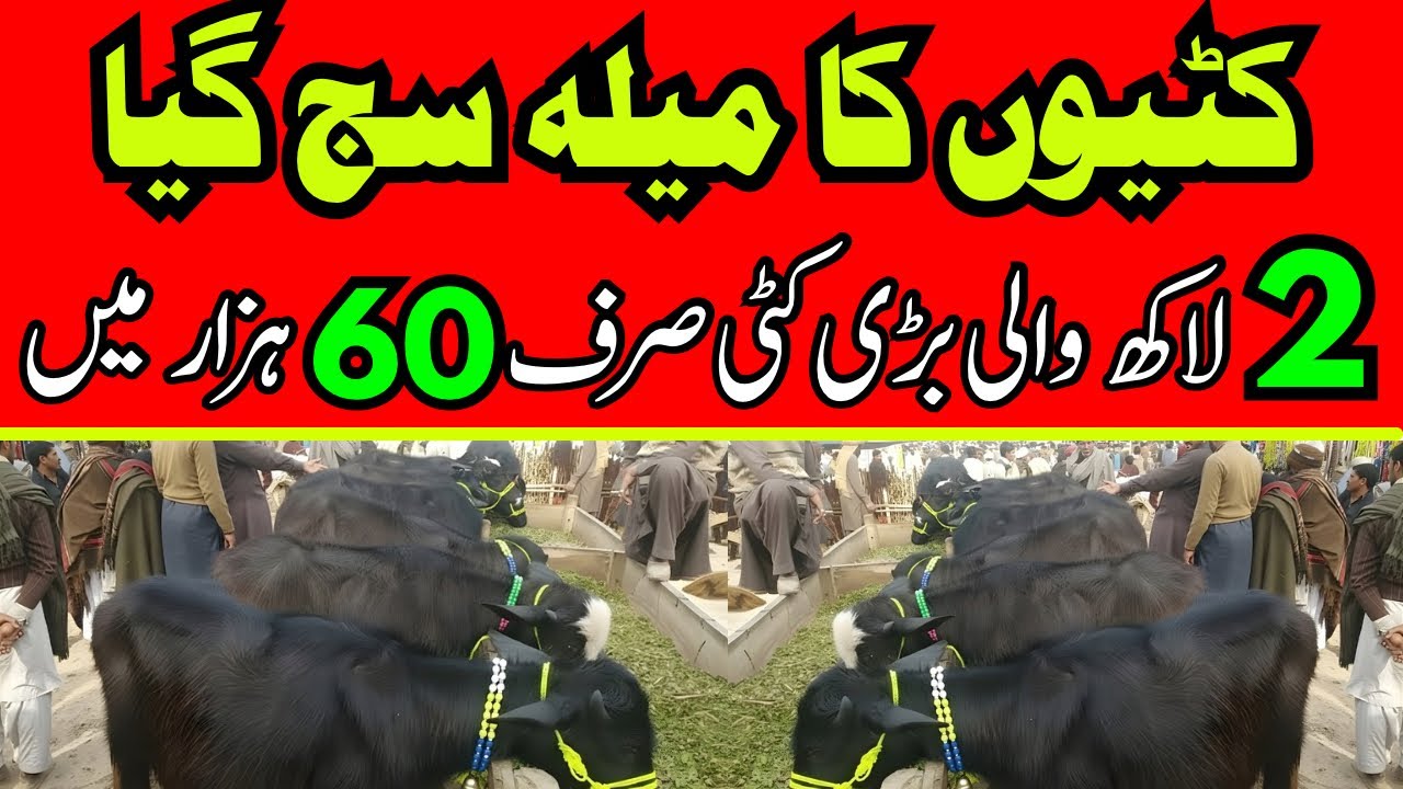 Kattyain For Sale 2026 | Young buffalo for sale | Katti Farming In Pakistan | 1 Saal Ki  Kattyain