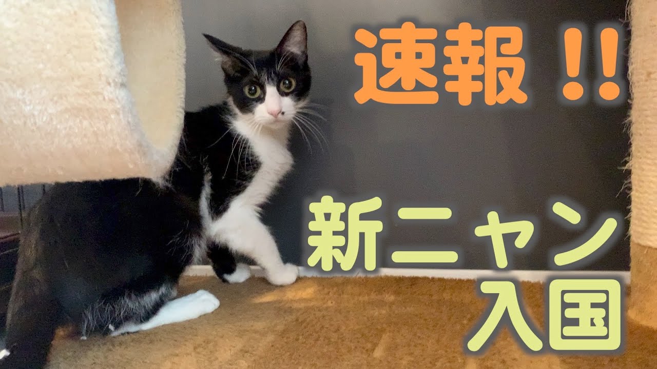 新ニャン入国速報【おはぎ&はるか&彩花&チャイロ&モカ】【保護猫カフェ】