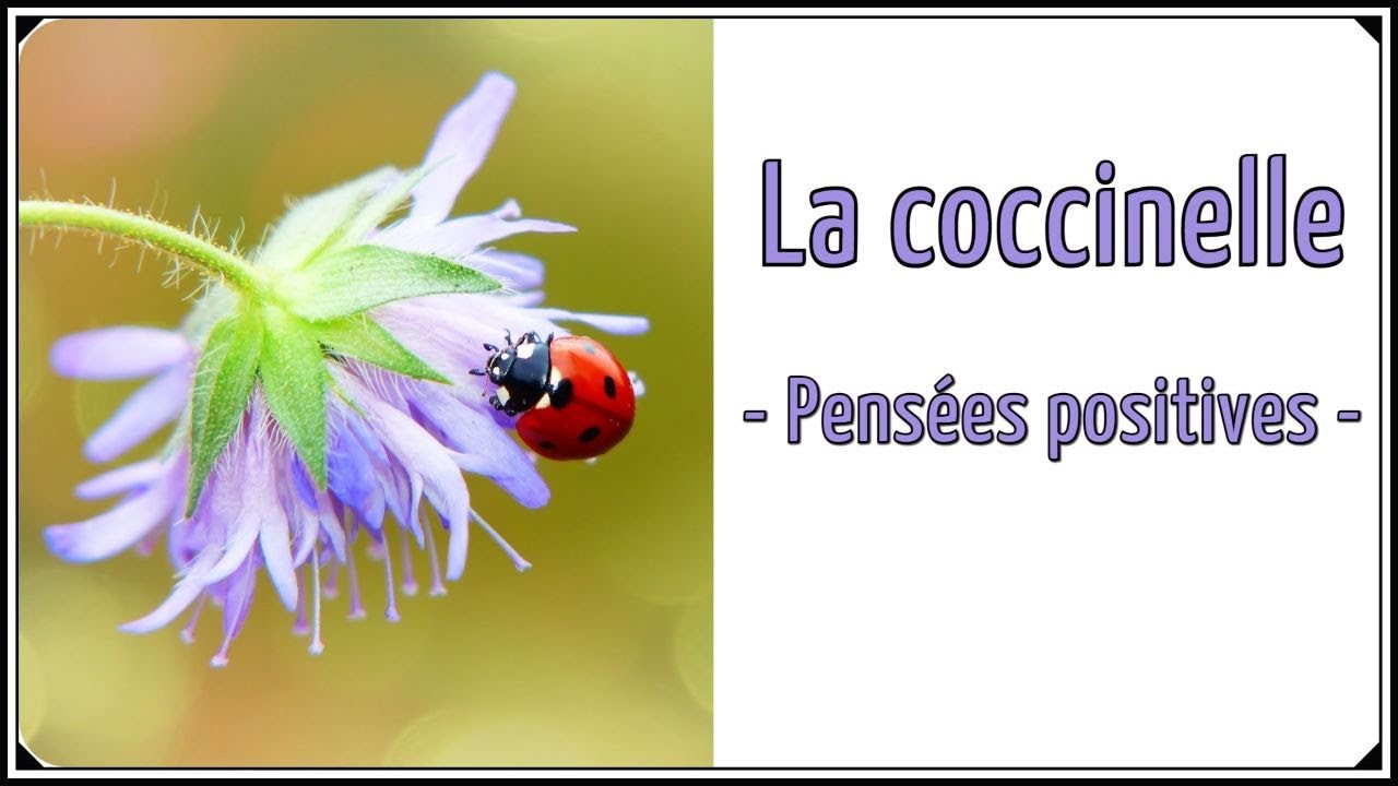 🌸 Relaxation guidée pour les enfants et les parents - La coccinelle - Pensées positives