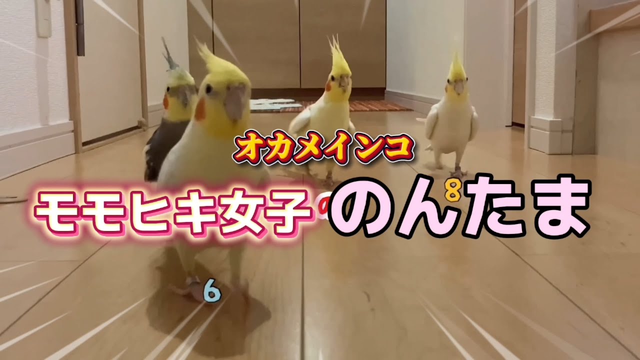 【愛とASMR】お母ちゃん**着弾率100%**の寄り添いインコ「のんたま」の甘えと、ボトル咀嚼音に癒やされる一日 #cockatiel #ASMR #オカメインコ #咀嚼音 #癒やし #鳥馬鹿メラ