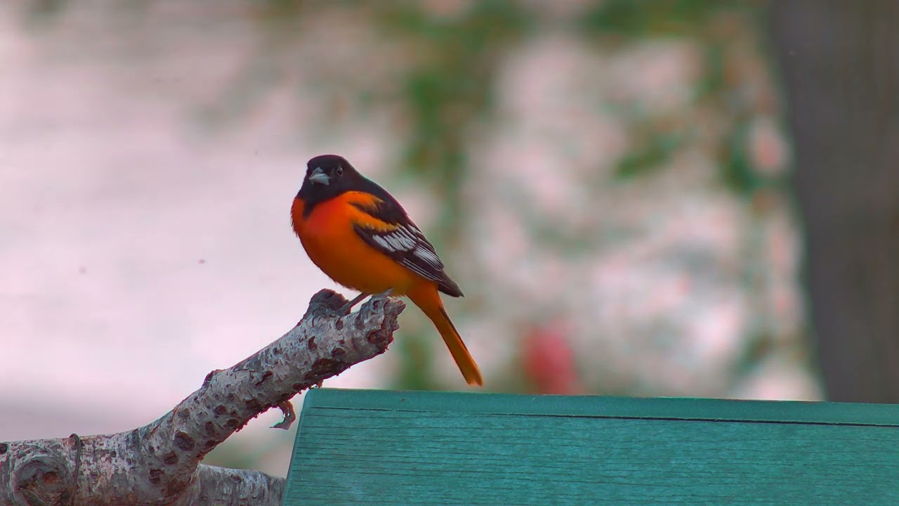LIVE Oriole Decides to Show Off (4K)