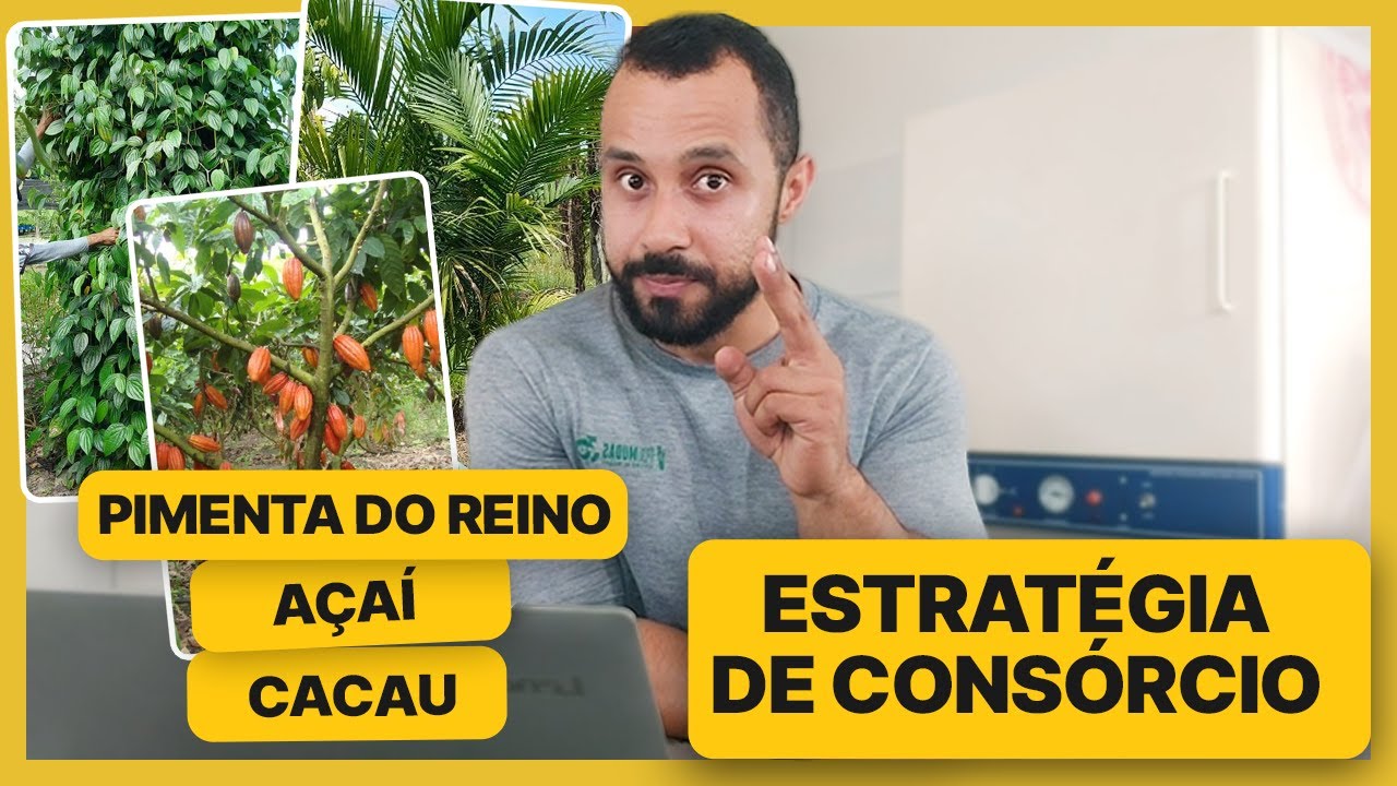 Açaí, Cacau e Pimenta-do-reino | Dá certo plantar tudo junto?