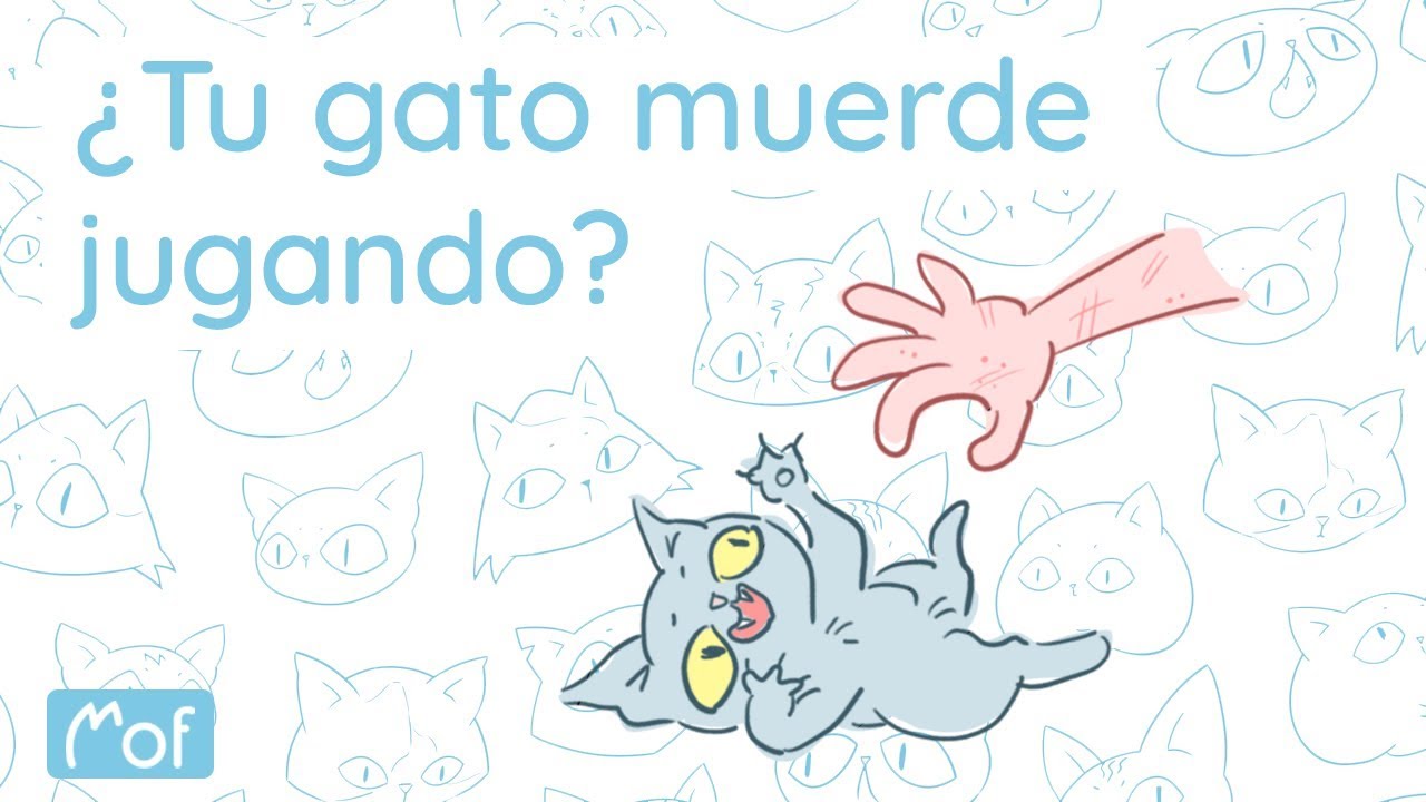 ¿Tu gato muerde jugando? | Mof