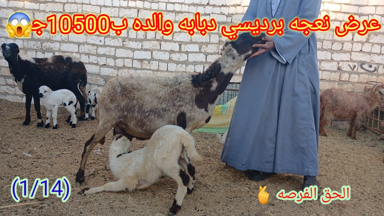 عرض نعجه دبابه برديسي والده دكر بأرخص الاسعار (01157790601)(1/14)#قناه_ابو_ريان_لتجاره_الاغنام_٢