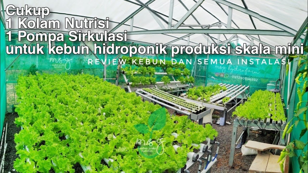 Kebun Hidroponik skala komersil mini
