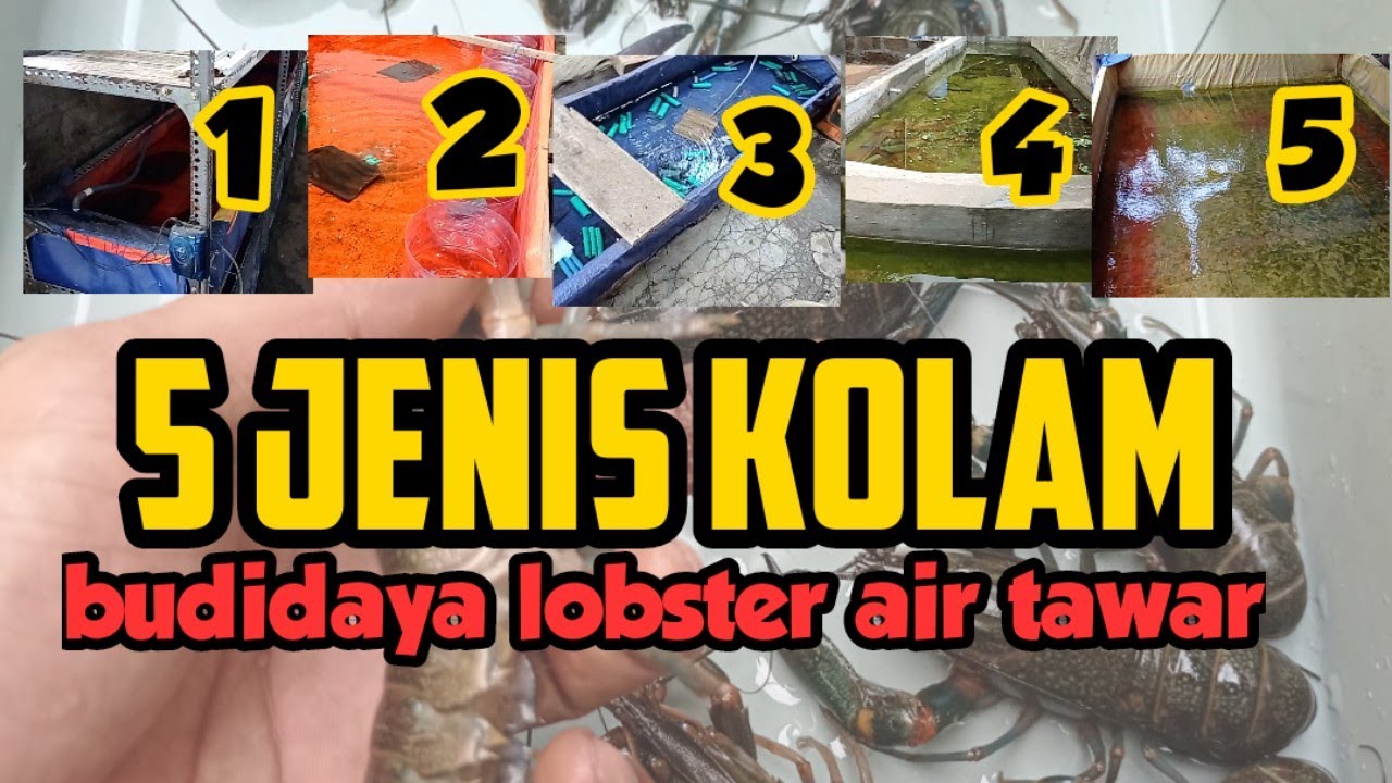 5 Jenis Kolam Lobster Berdasarkan Fungsinya✅ Budidaya Lobster Air Tawar Pemula🦞🦞
