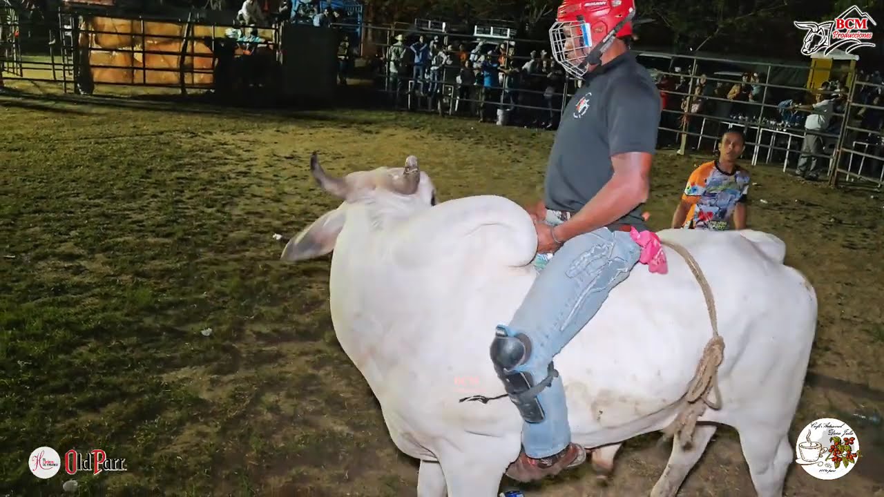 Toros en Fiesta de Lito Navarro y Gonzalo Vasquez en Aguas Blancas de Penonomé 7 de febrero de 2026
