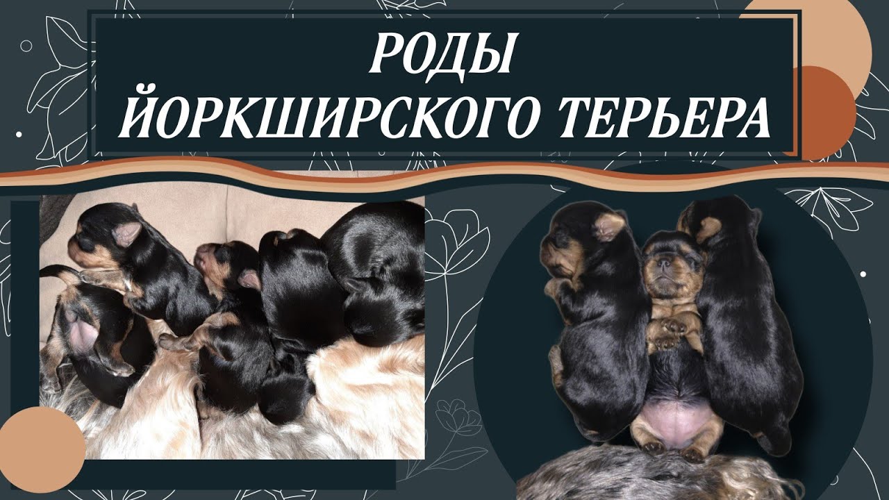 РОДЫ ЙОРКШИРСКОГО ТЕРЬЕРА в домашних условиях без помощи ветеринара#собака СОВЕТЫ| ПРИНАДЛЕЖНОСТИ