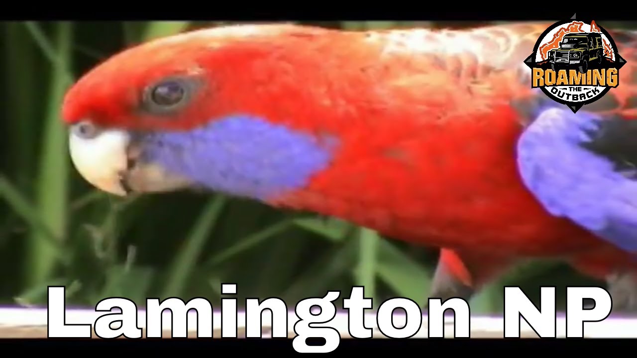 Lamington National Park - Qld Australia