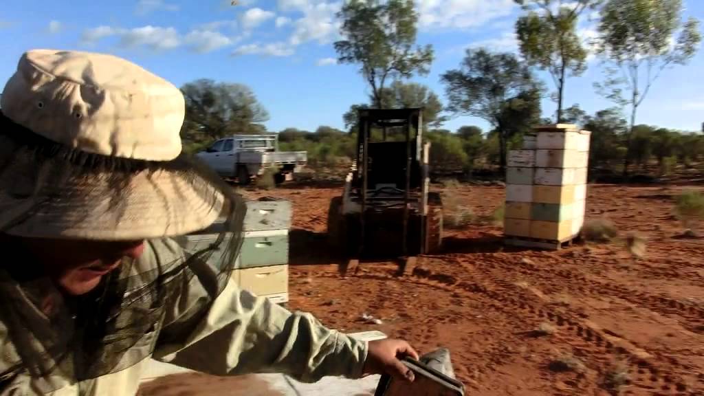 Cosechando miel de abejas en el desierto de Australia - Harvesting honey in the desert of Australia