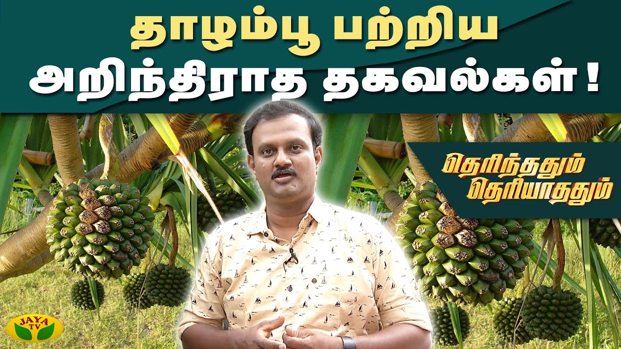 தாழம்பூ பற்றிய அறிந்திராத தகவல்கள்! | Therinthathum Theriyathathum | Kaalai Malar | JayaTv