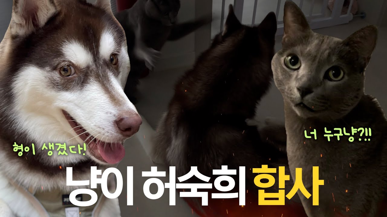 견생 15개월 묘생12년 두 수컷의 합사는 과연??? 허스키 러시안블루 쉽지 않았은 합사이야기🎥