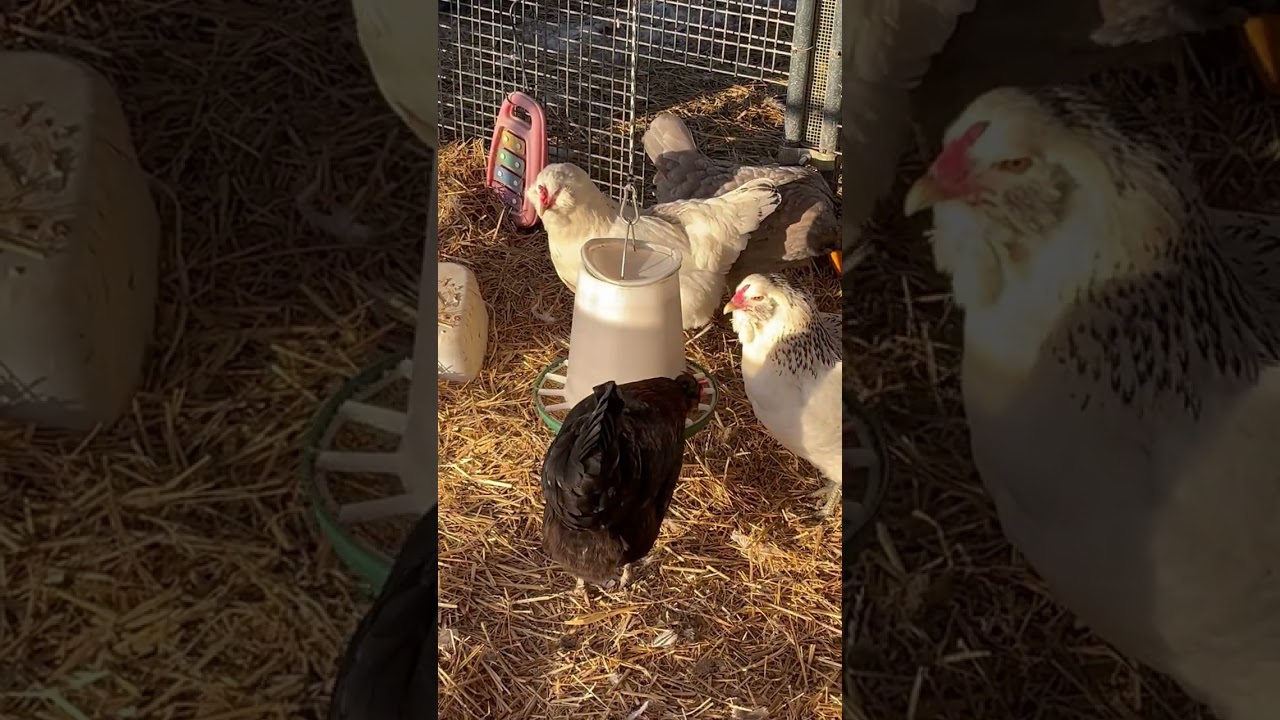 Survived Arctic Blast In The Tractor Supply Coop-No Heat🙏#amazinggraceranch6793 #homestead #chickens