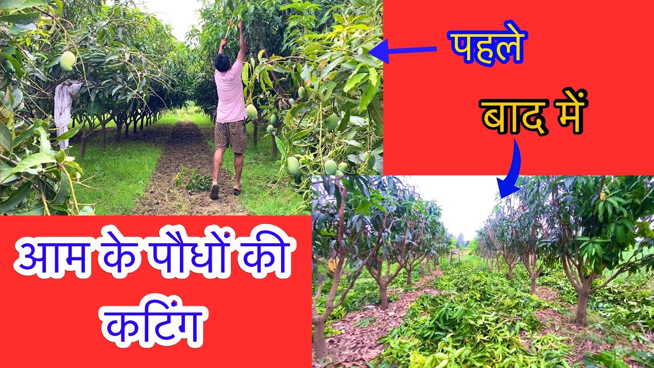 5 साल के अल्ट्रा हाई डेंसिटी आम के पौधों की कटिंग