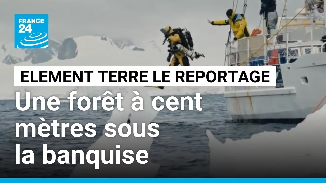 100 mètres sous la banquise des plongeurs découvrent une forêt • FRANCE 24