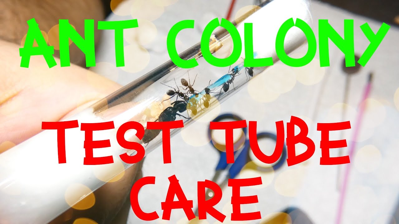 Ant Colony Test Tube Care