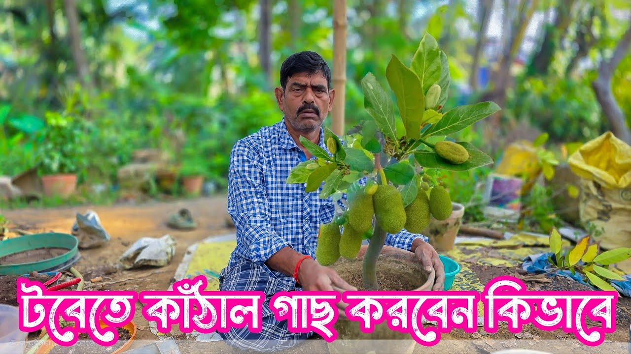 টবেতে কাঁঠাল গাছ করবেন কিভাবে