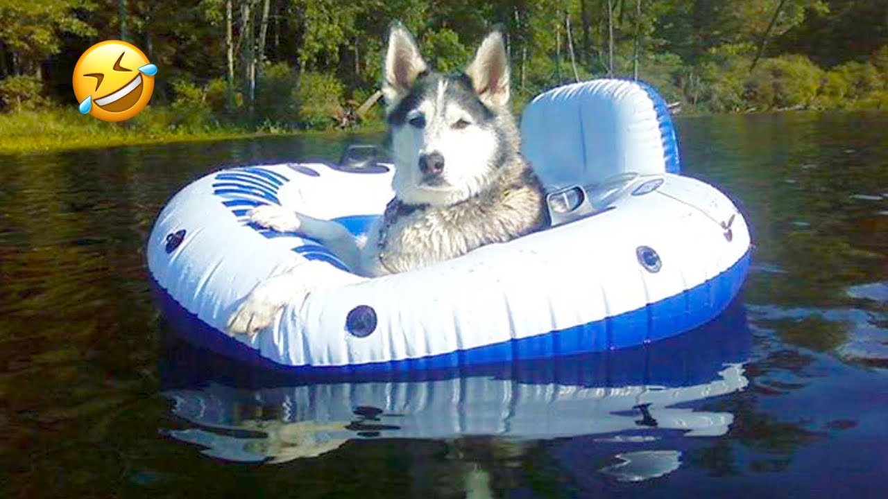 FUNNIEST Huskies | Normal dogs vs Huskies🤣 | 10 Minutes Best Videos