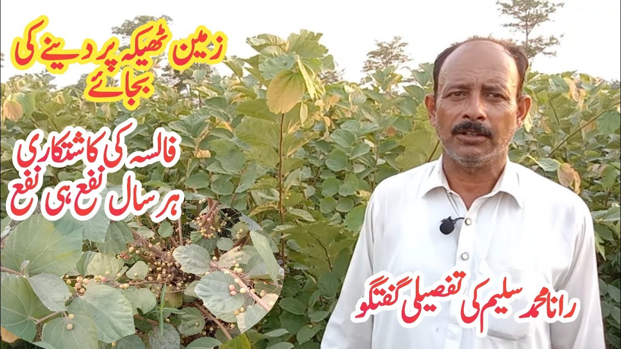 Falsa Farming | Phalsa Farming | Falsa Cultivation | Grewia Farming