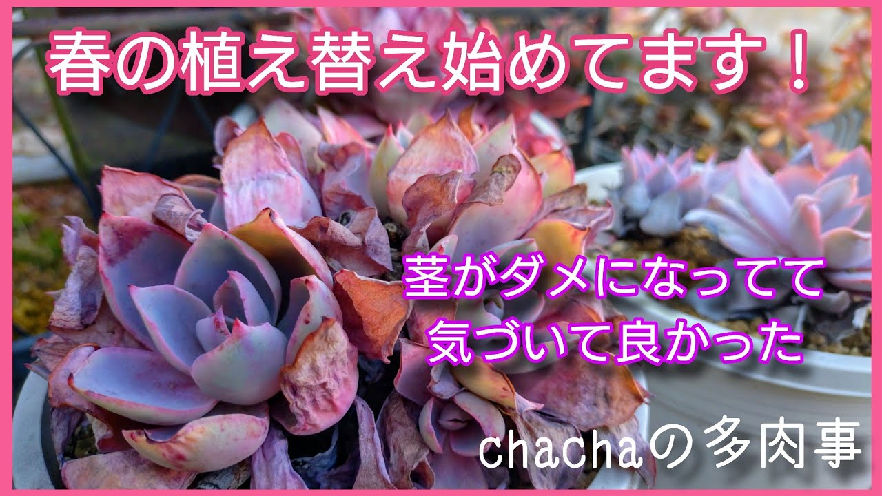 【多肉植物】春の植え替え始めて良かった！茎がダメになってました🌱💦