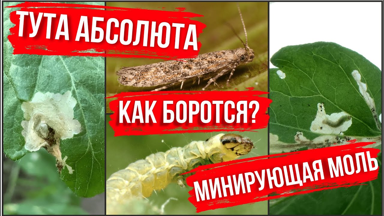 Тута Абсолюта, минирующая моль. Как бороться?
