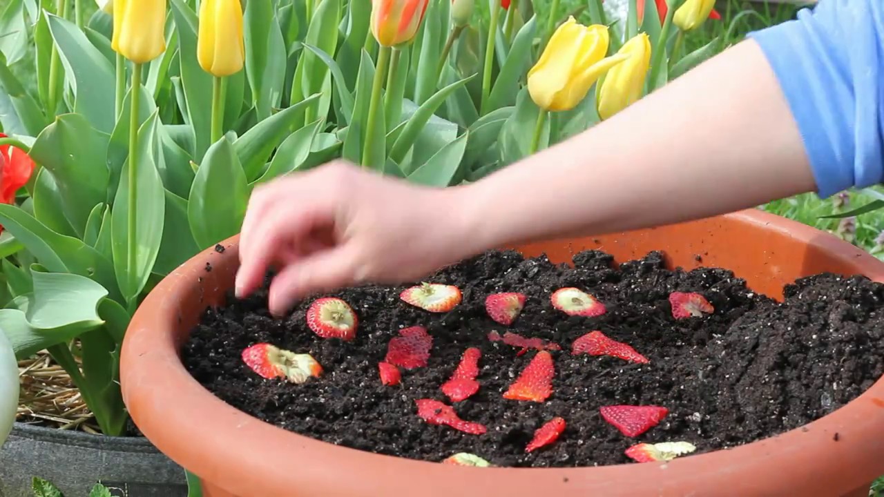 Посадка семян клубники из магазина! Эпизод 1