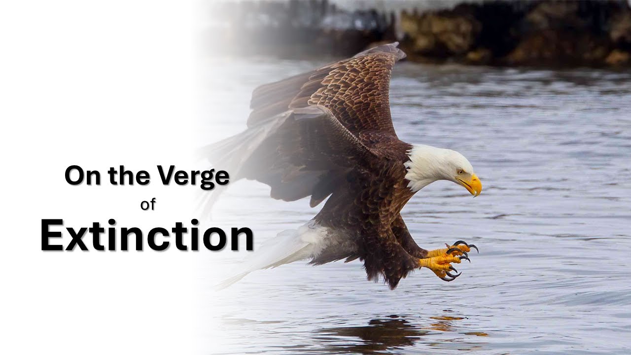 On the Verge of Extinction