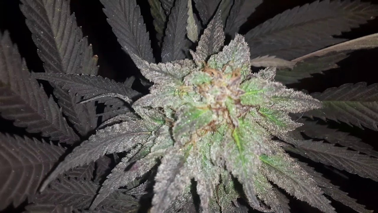 Beautiful Bud (21+)