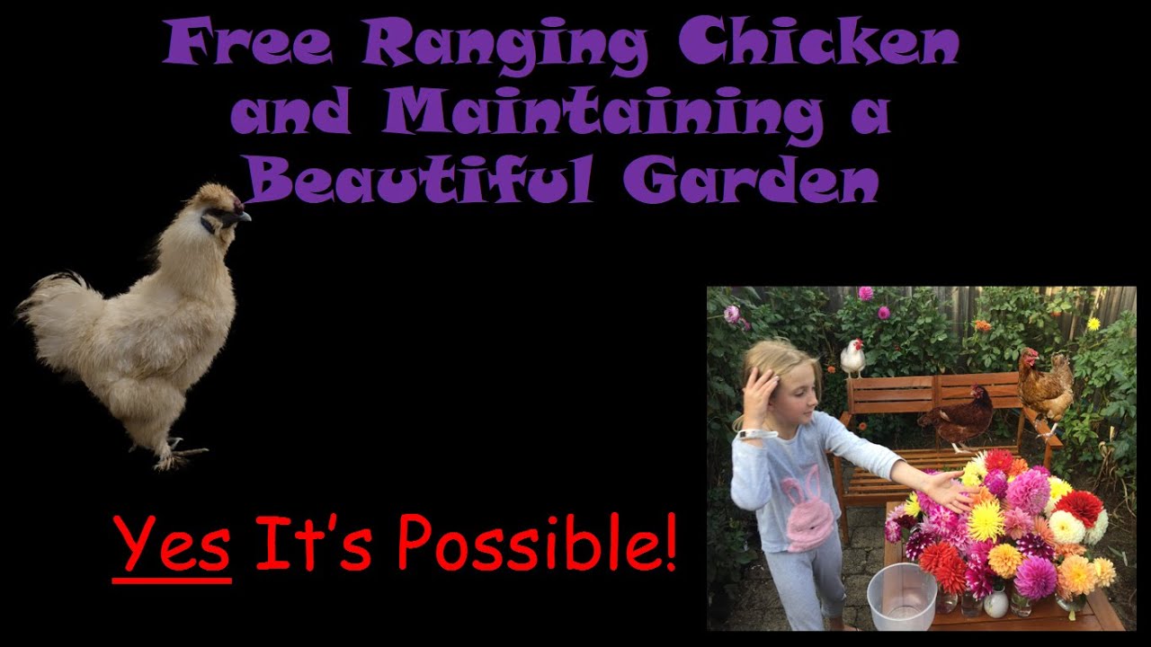 Free Ranging Chickens and Maintaining a Beautiful Garden