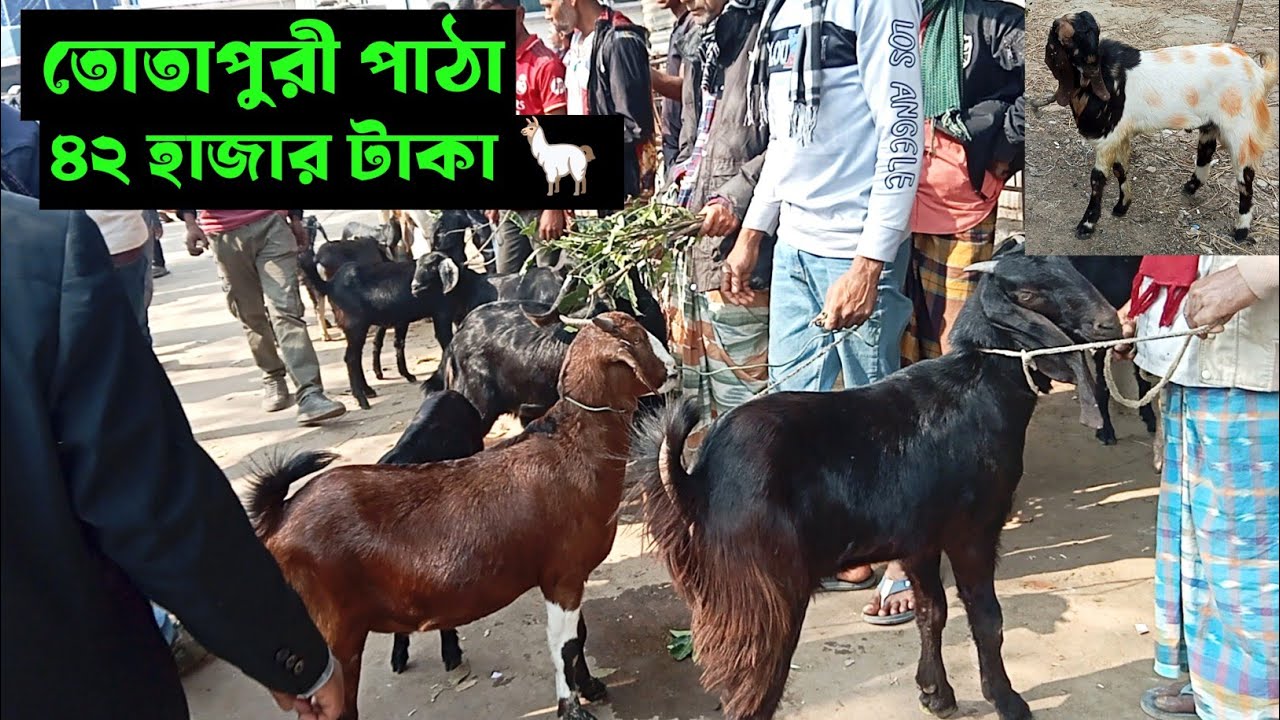 তোতাপুরী পাঠার দাম ৪২হাজার টাকা 🦙😱 পাঁচবিবি ছাগলের হাট | MBD Agro Farm Shorts
