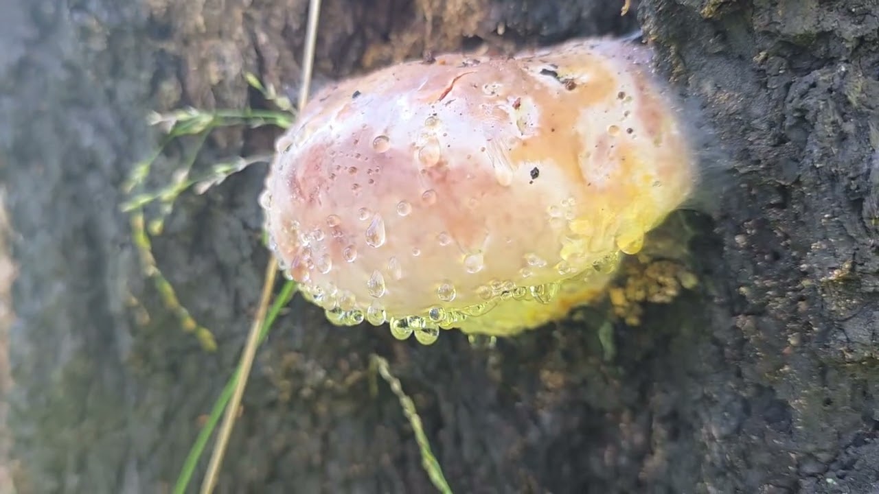 #BearValley #MtWittenberg #BaldyLoop #pointreyes