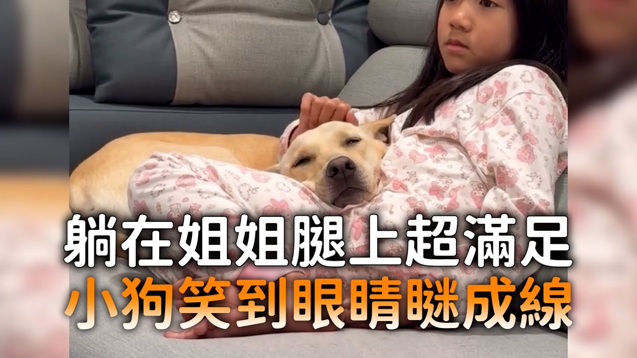 躺在姐姐腿上超滿足　小狗笑到眼睛瞇成線