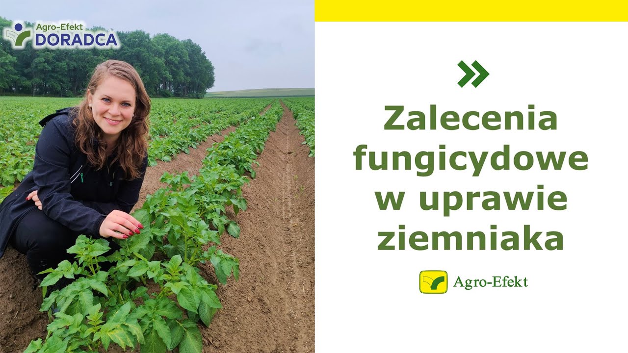Jaki fungicyd zastosować w ziemniakach? | Agro-Efekt