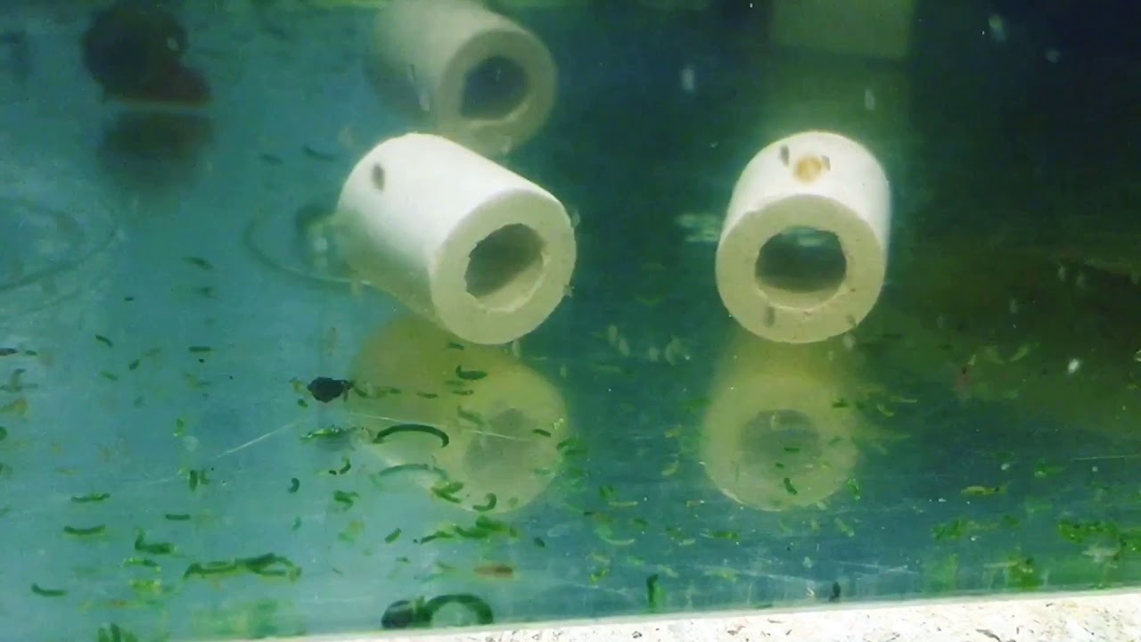Was bitte macht die Daphnie (Wasserfloh) da?? - Wasserfl&ouml;he / Daphnia