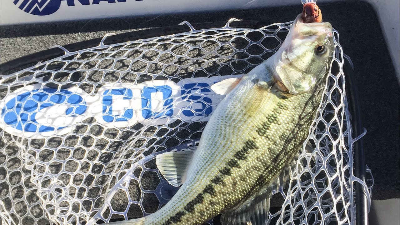 BEST BAITS For SPRING Time! - Lake Lanier