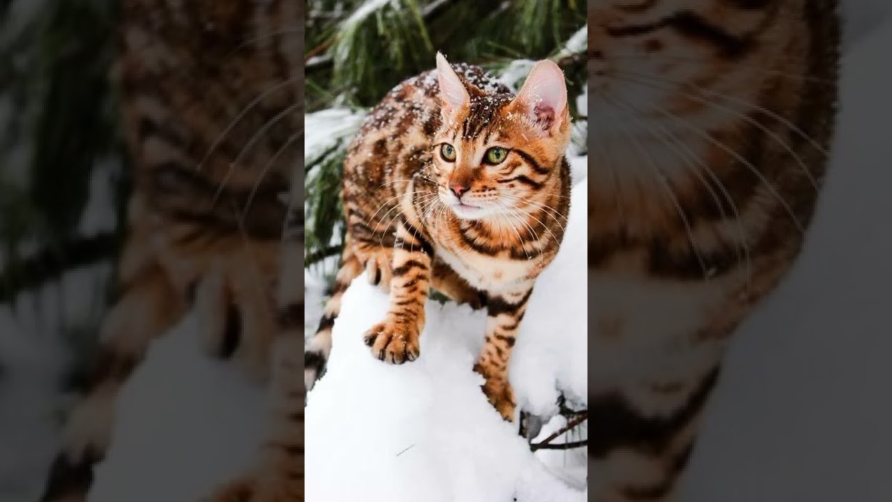 11 Cats looking like Gorgeous Leopard's #shorts #leopard #cats