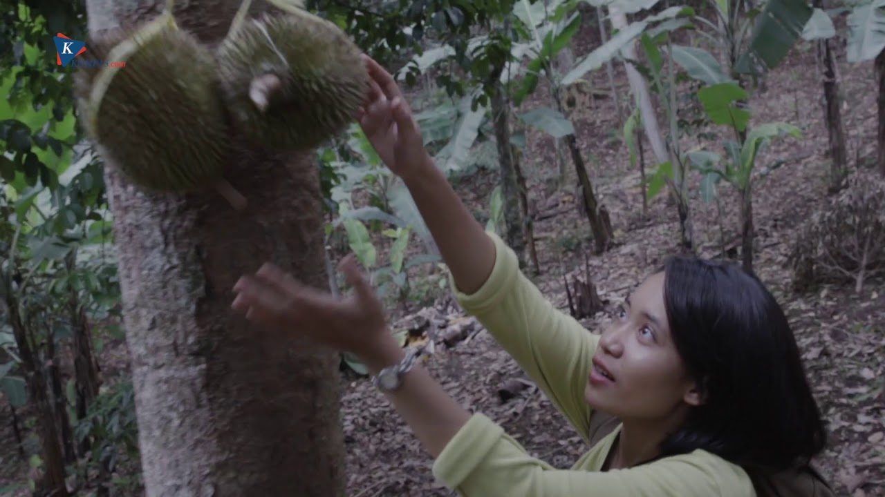 Jalan Panjang Menikmati Durian Rumpin