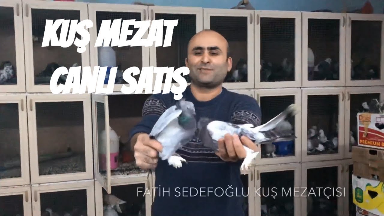 GÜVERCİN UCUVERDİ  FATİH  Sedefoğlu  canlı yayinda #fatihsedefoğlu