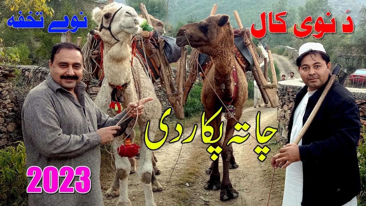 Da Nawi Kal Nawi Tuhfa Da Malto Bagh 2023 | Kaliwal Rangona |